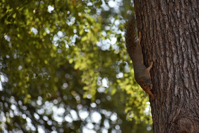成熟的心理 成熟的心理